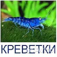 Рыбки, растения, улитки, креветки аквариумные