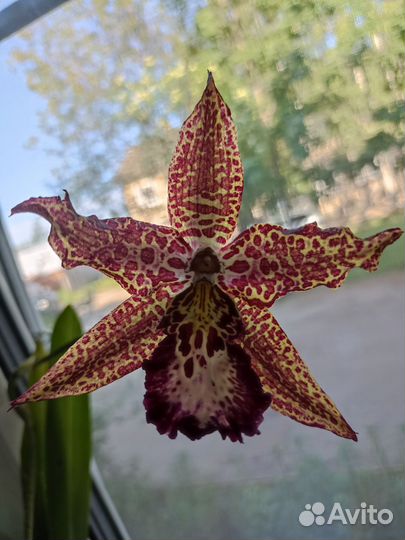 Орхидея дендробиум