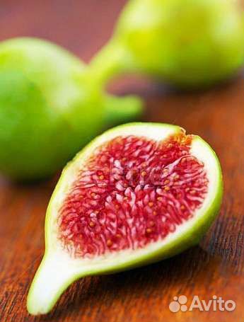 Инжир Брунсвик и даламатский, плодовые деревья