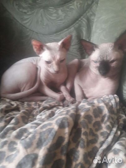 Котята канадского сфинкса