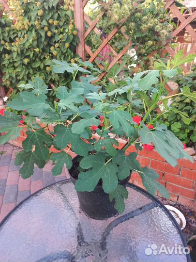 Инжир Brown Turkey. Большой куст