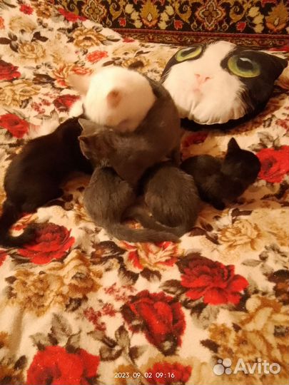 Котята в добрые руки