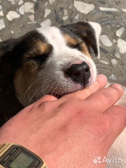 Далматин метис щенок