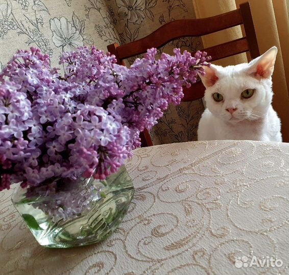 Девон-рекс вязка