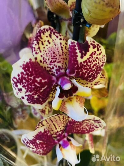 Орхидея фаленопсис