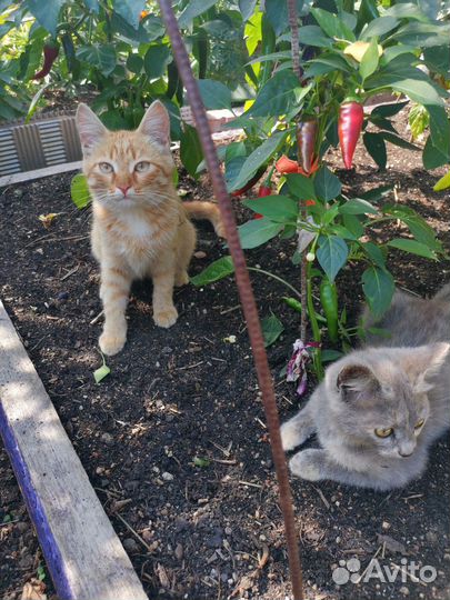 Котята в добрые руки