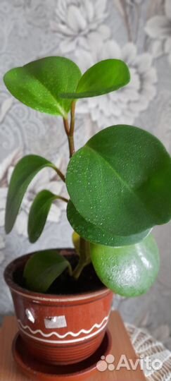 Комнатные растения