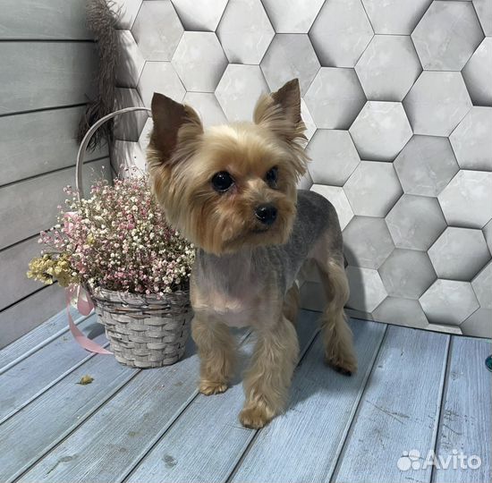 Груминг. Грумер