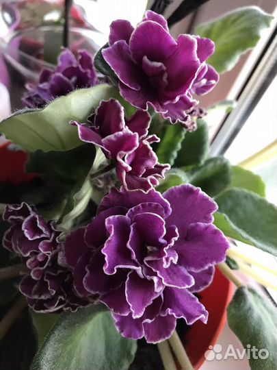 Фиалка темно-розовые крупные цветы