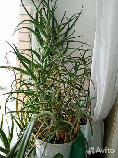 Алоэ вера, столетник