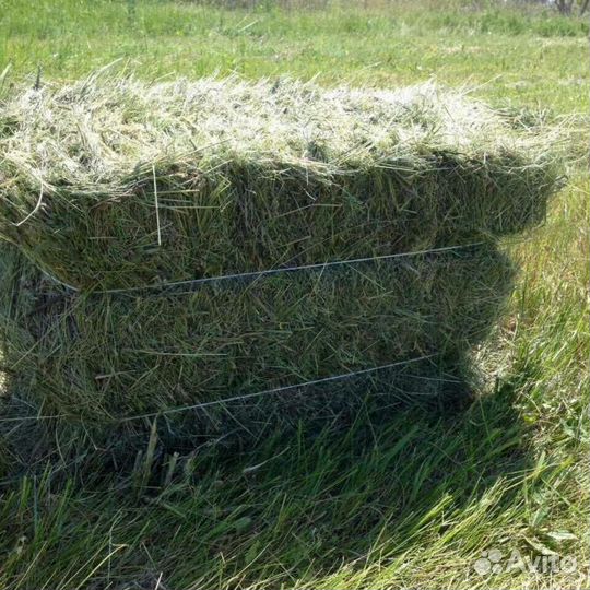 Сено в тюках разнотравье от заготовителя