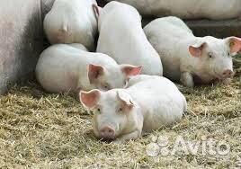 Поросенок дюрок