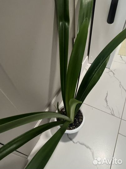 Гиппиаструм