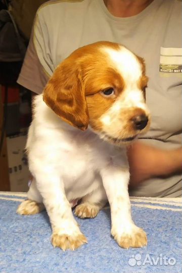 Щенки бретонского эпаньоля