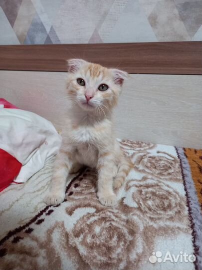 Котёнок 