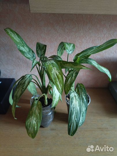 Комнатные цветы аглаонема
