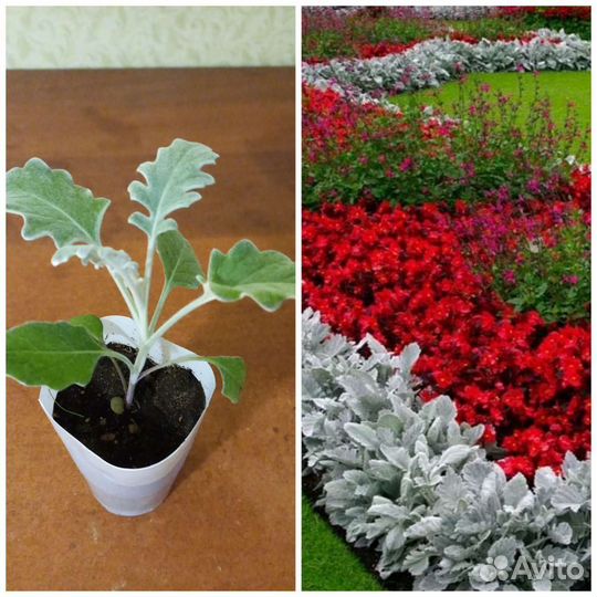 Рассада цинерарии