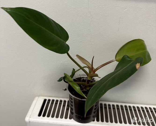 Филодендрон