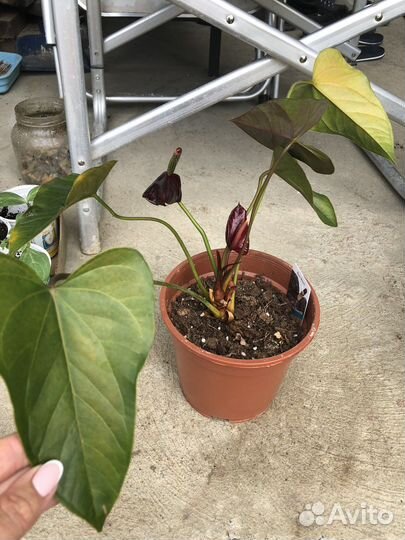 Шефлера, спатифилум, антуриум черный