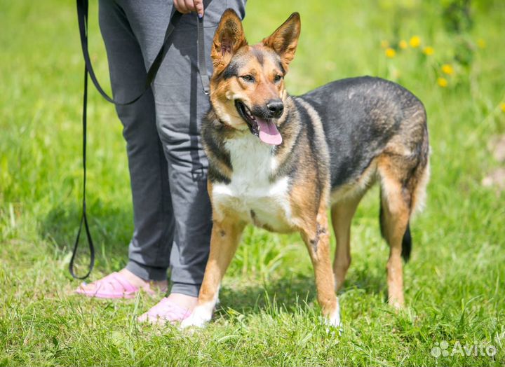 Умер хозяин.собака в дар в добрые руки