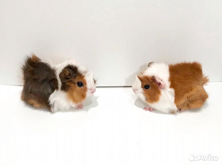 Морские свинки гладкие, розетки, перуанские