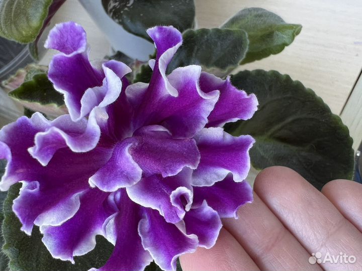 Фиалки цветущие в горшке