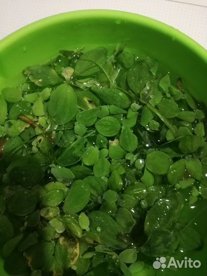 Аквариумные растения прополка