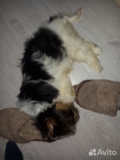 Продам щенка (бивер)