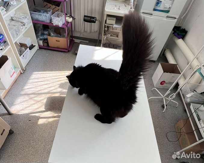 Чёрный пушистик в добрые руки