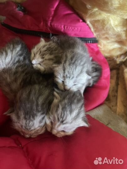 Котята к брони