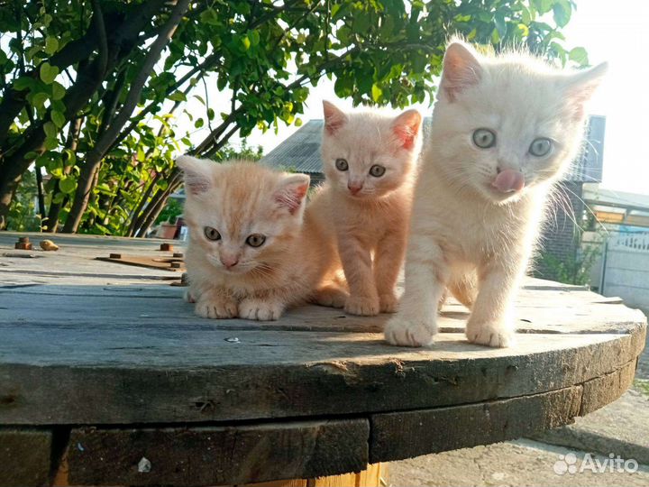 Британская кошка в дар