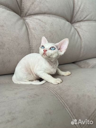 Котята девон-рекс