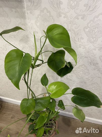 Комнатные цветы
