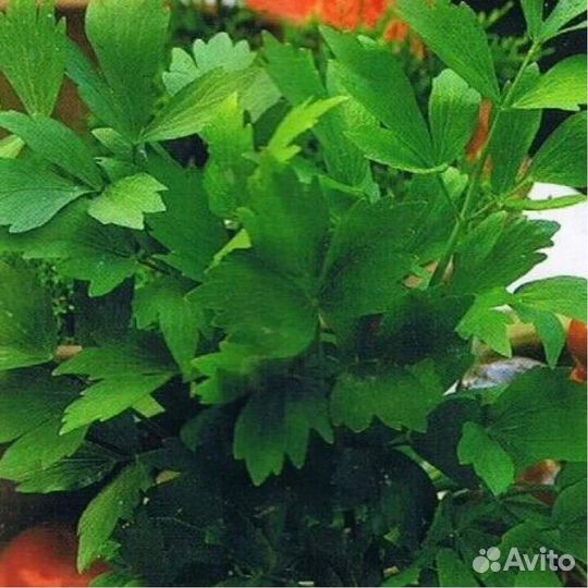 Саженцы и семена зеленных И пряных культур