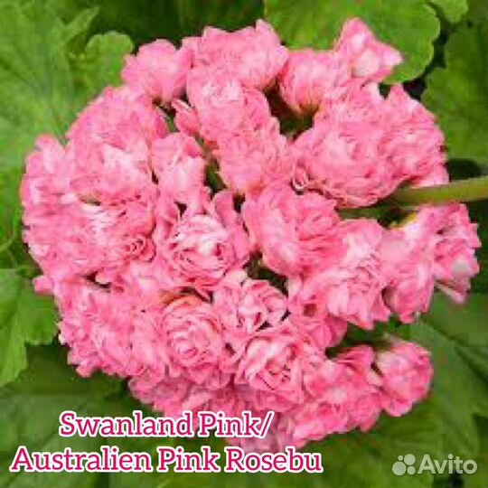 Пеларгония (герань) сортовая