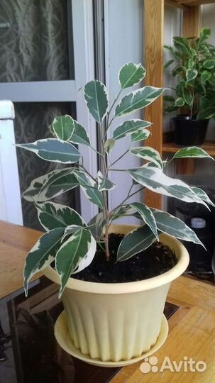 Фикус бенджамина