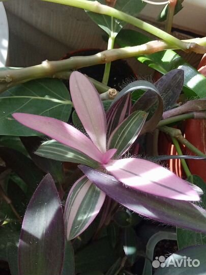 Разные традесканции,яркие,неприхотливые