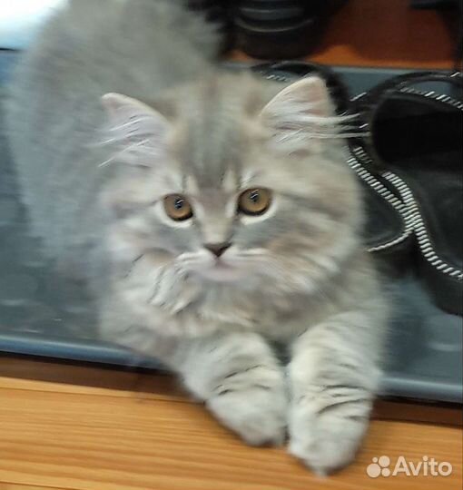 Кошки шотландцы