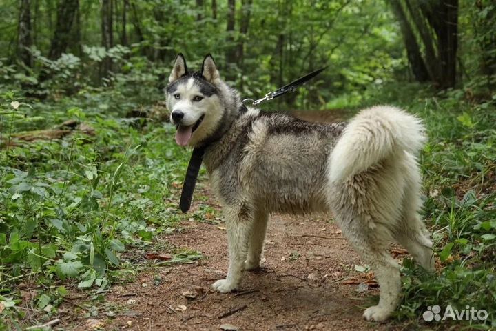 Сибирский хаски отдам бесплатно в добрые руки