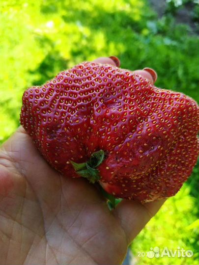 Рассада клубники