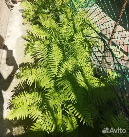 Папоротник садовый, гейзера, гортензия