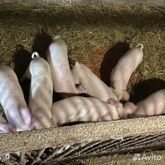 Поросята домашние