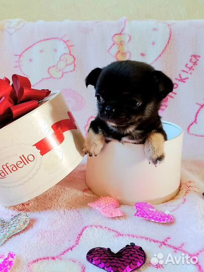 Чихуашка миник