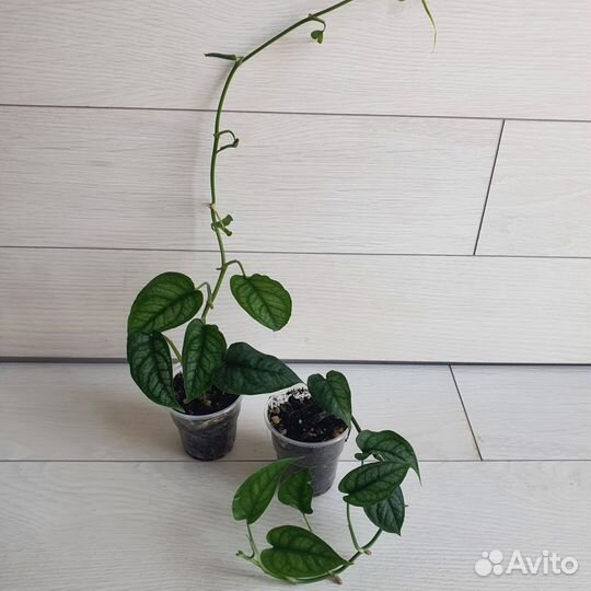 Комнатные растения цветы