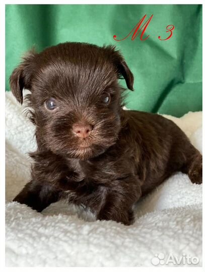 Собаки щенки