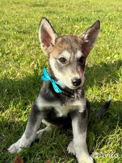 Щенки в добрые ответственные руки. Бесплатно