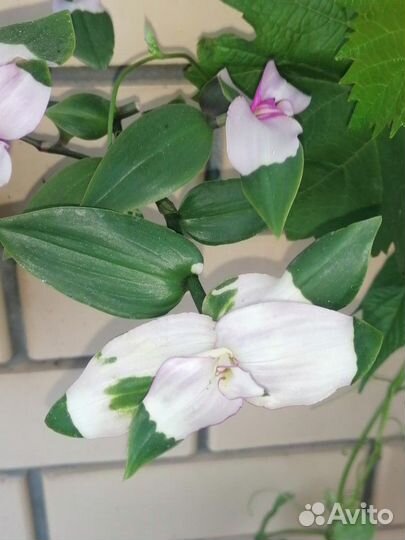 Традесканции, Рео Триколор