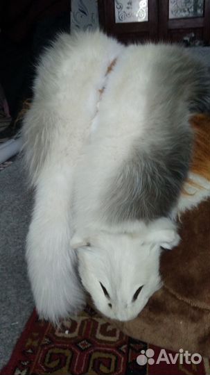 Шкурка песец