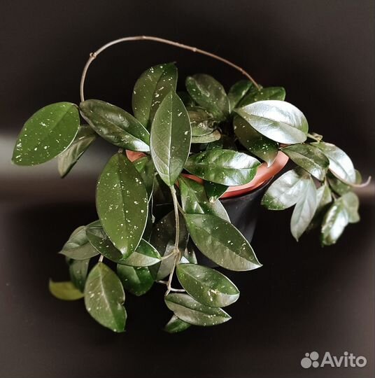 Хойя карноза