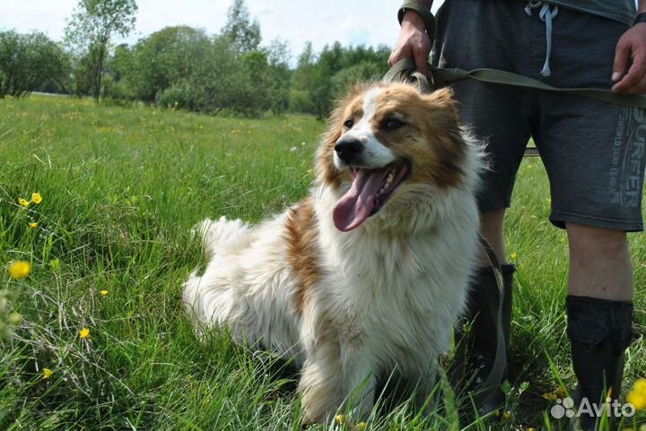 Собака метис Бордер колли